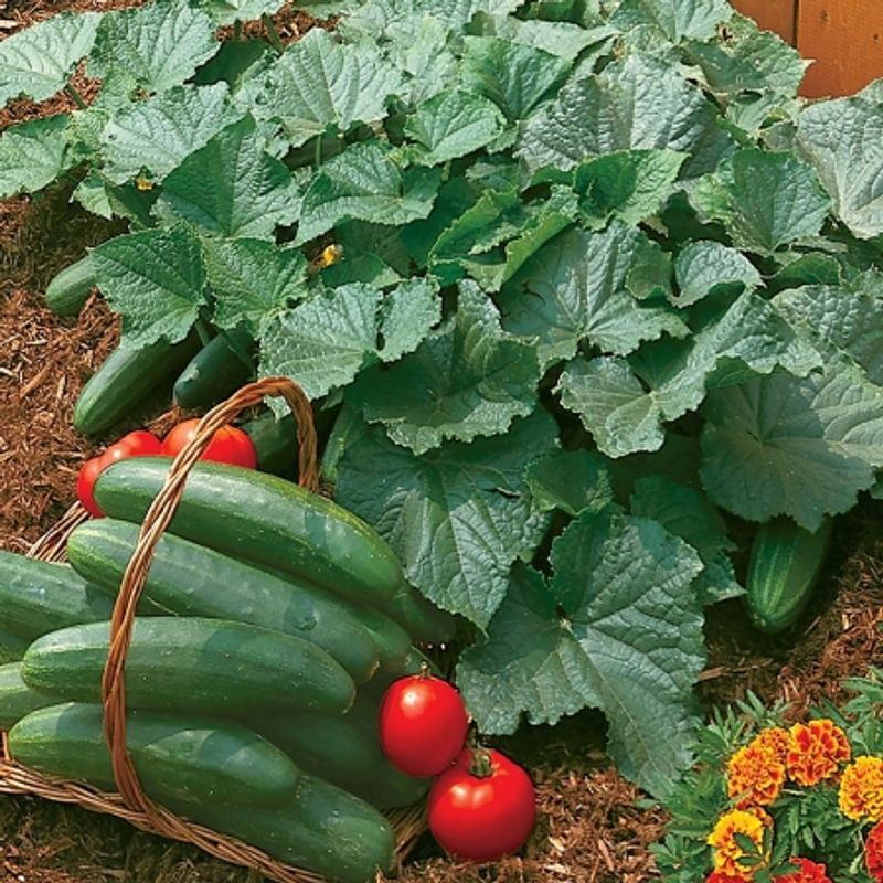 Slangeagurk 'Bush Champion' - Cucumis sativus, buskvoksende 