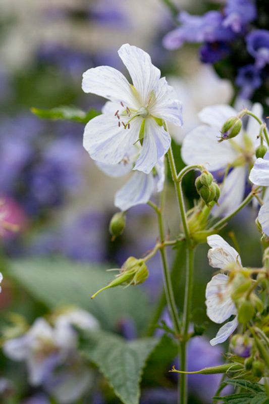 Engstorkenebb 'Splish Splash' - Geranium pratense