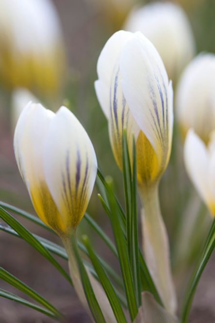 Hovedbilde Begerkrokus 'Snowbunting’ - Crocus chrysanthus - 10 ...