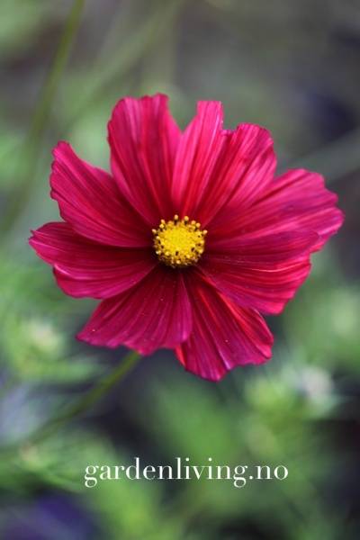 Hovedbilde Pyntekorg 'Rubenza’ - Cosmos bipinnatus