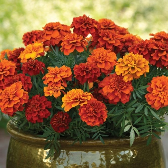 Hovedbilde Fløyelsblomst 'Fireball' F1 - Tagetes patula