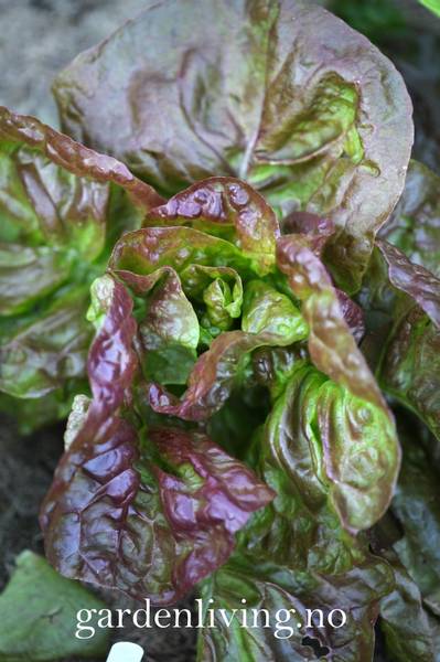 Hovedbilde Hodesalat 'Merveille Des Quatre Saisons' - Lactuca organic