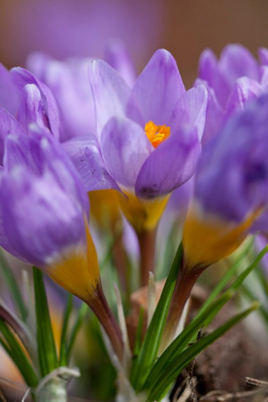 Gresk krokus 'Tricolor' - Crocus sieberi - 15 stk