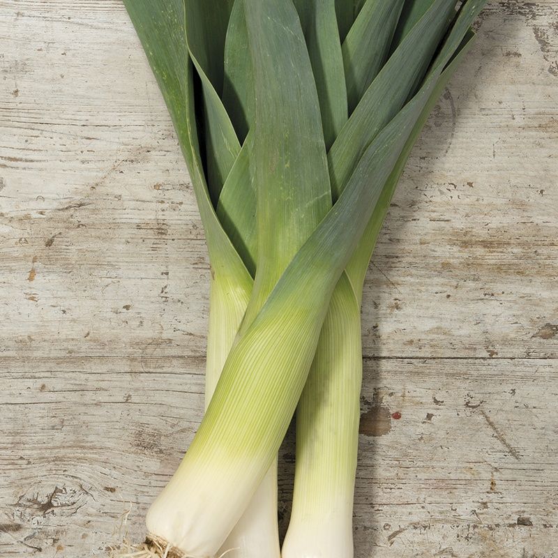 Purre 'Oarsman' F1 - Allium ampeloprasum var. porrum 