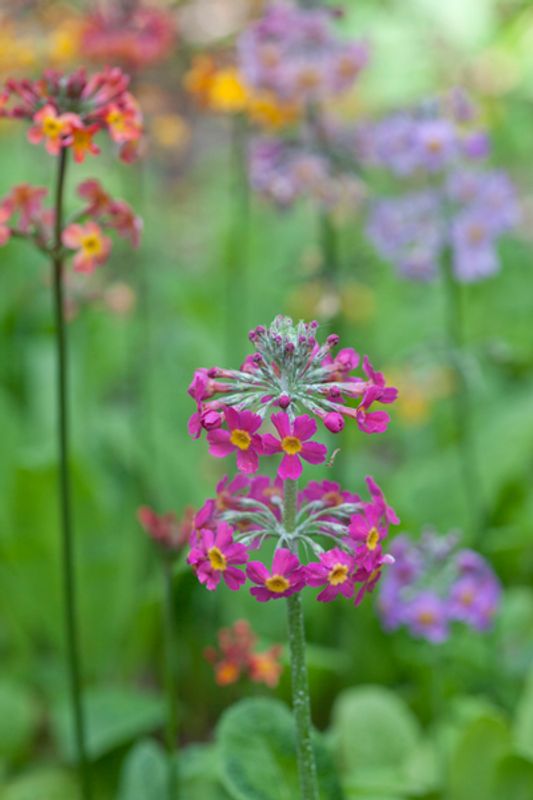 Kransprimula - Primula beesiana