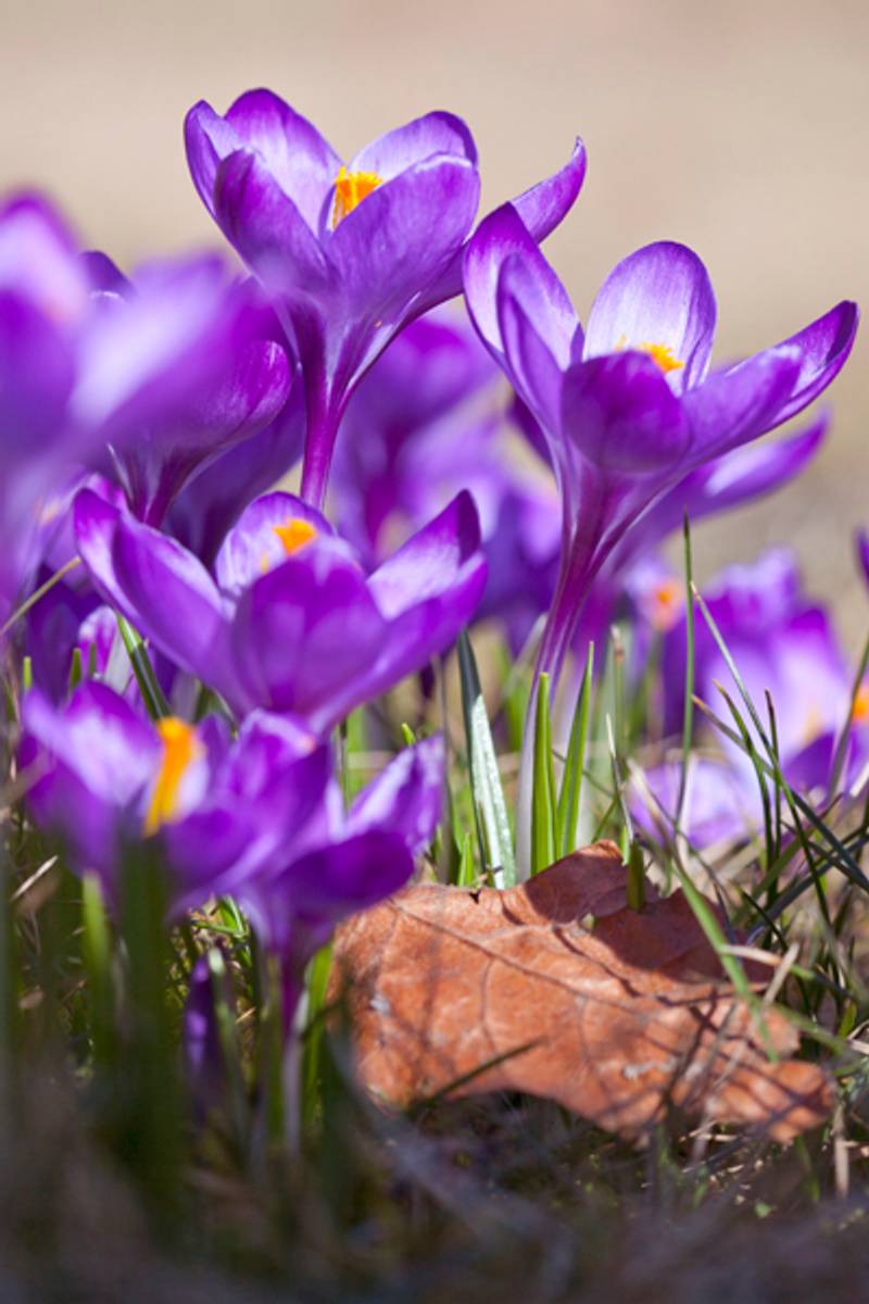Snøkrokus 'Ruby Giant' - Crocus tommasinianus - 15 stk