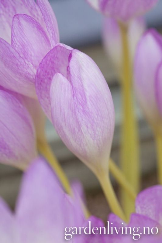Prakttidløs 'The Giant' - Colchicum - 1 stk