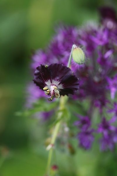 Hovedbilde Brunstorkenebb 'Springtime' - Geranium phaeum