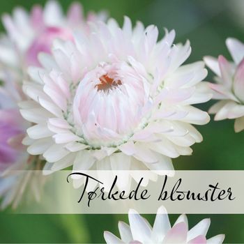 Hovedbilde Tørkede blomster
