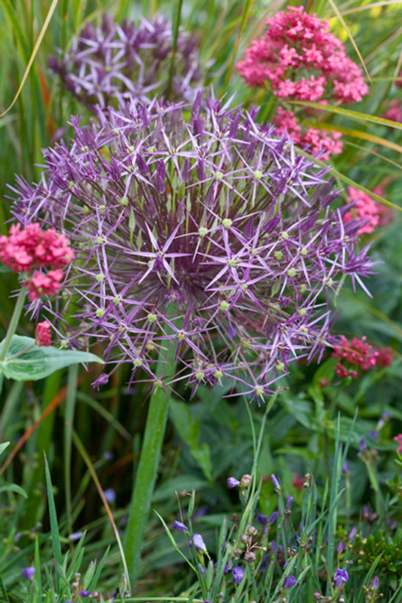 Steppeløk - Allium christophii - 5 stk