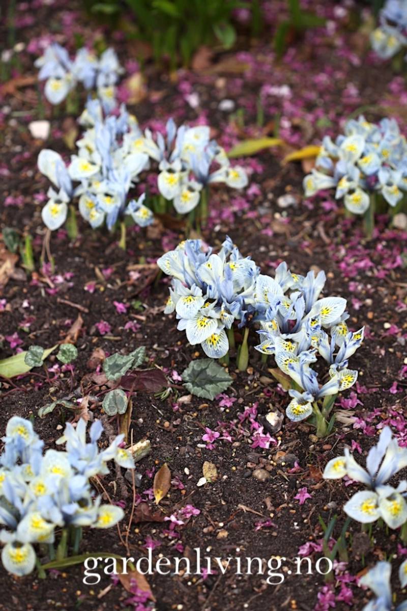 Våriris 'Katharine Hodgkin’ - Iris - 10 stk