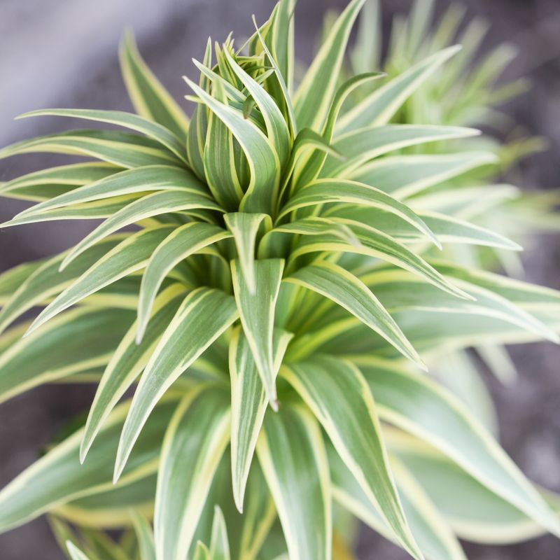 Keiserkrone ’Argenteovariegata’ - Fritillaria imperiali - 1 stk