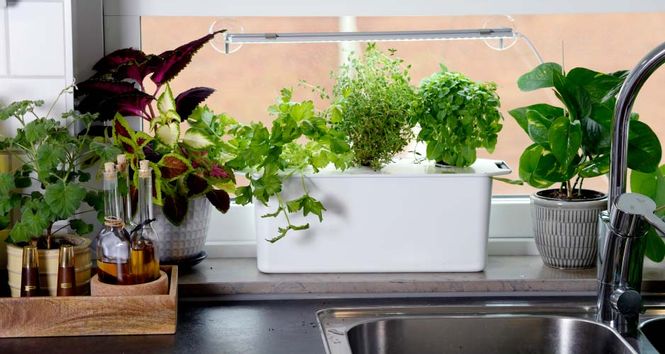 Hovedbilde Hydroponisk gavepakke med lys og stativ, liten hvit