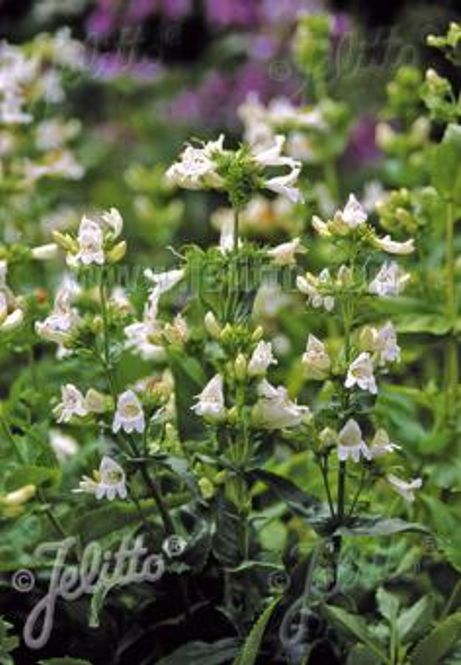 Hovedbilde Rørblomst 'Alba' - Penstemon serrulatus