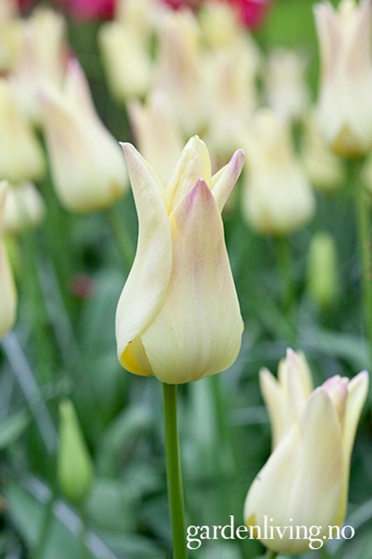 Tulipan 'Elegant Lady', liljeblomstrende - 8 stk