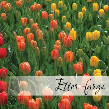 Hovedbilde Blomsterløk etter farge