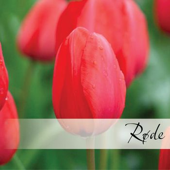 Hovedbilde Røde blomsterløk