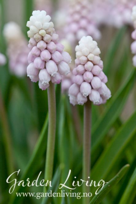 Hovedbilde Perleblomst 'Pink Sunrise' - Muscari - 4  stk