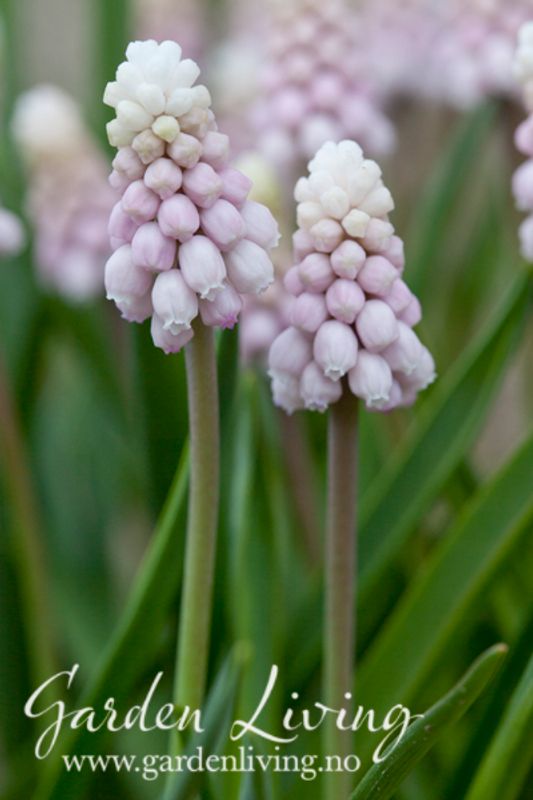 Perleblomst 'Pink Sunrise' - Muscari - 4  stk