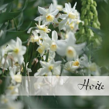 Hovedbilde Hvite blomsterløk