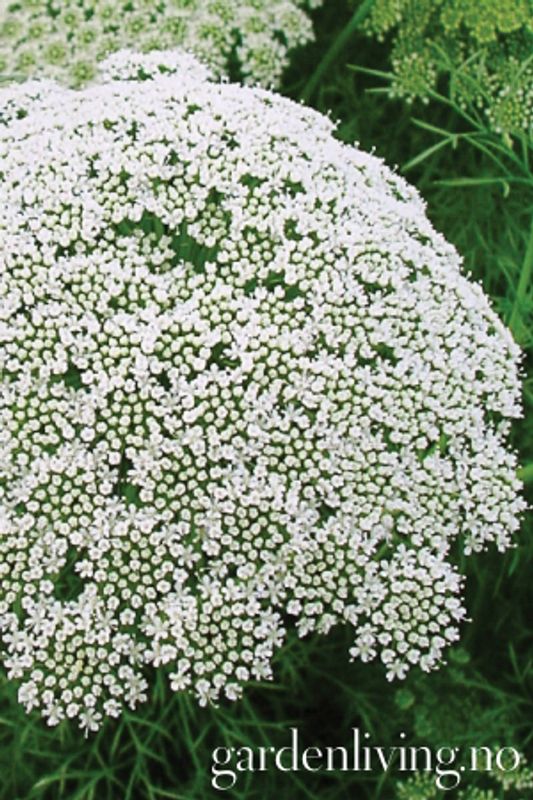 Tannstikke 'Casablanca' - Ammi visnaga