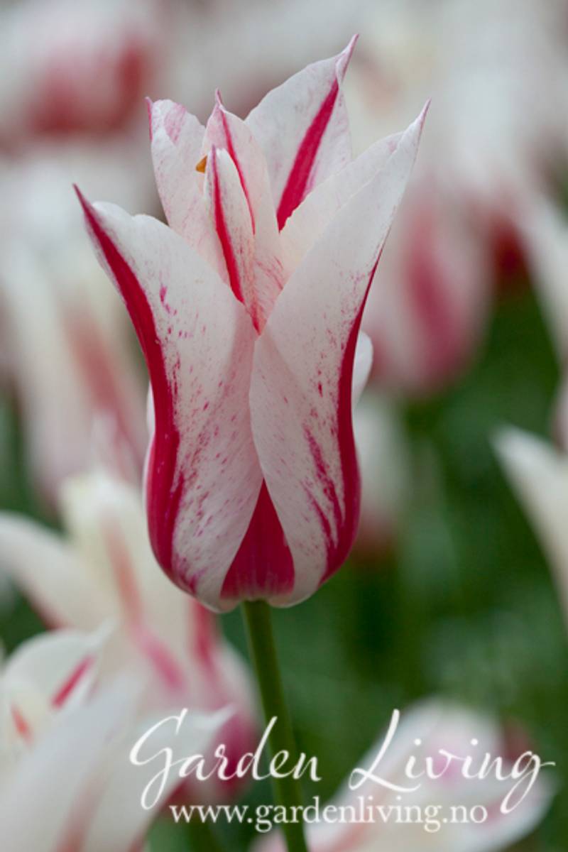 Tulipan 'Marilyn', liljeblomstrende - 8 stk