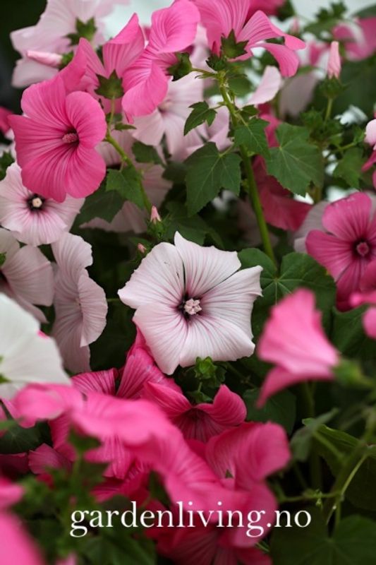Hagepoppelrose 'Pastel Mixed' - Lavatera trimestris