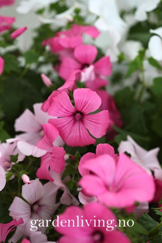 Hagepoppelrose 'Pastel Mixed' - Lavatera trimestris
