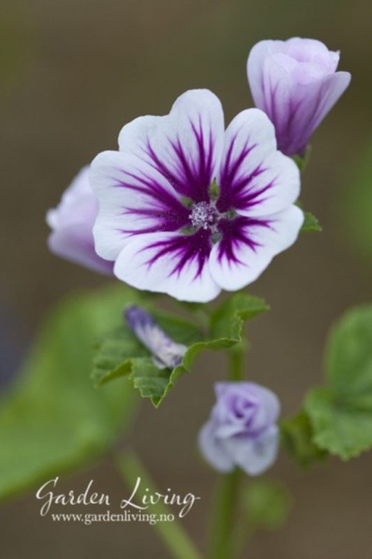 Apotekerkattost 'Zebrina' - Malva sylvestris