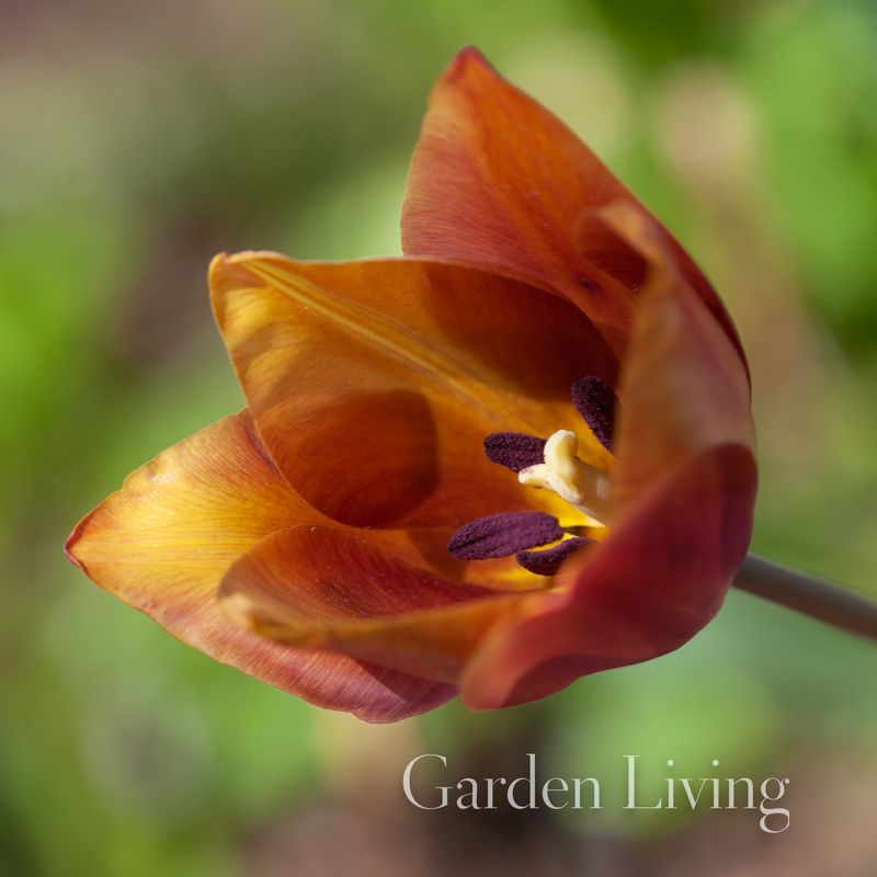 Historisk Tulipan 'Old Times - Tulipa - 1 stk 