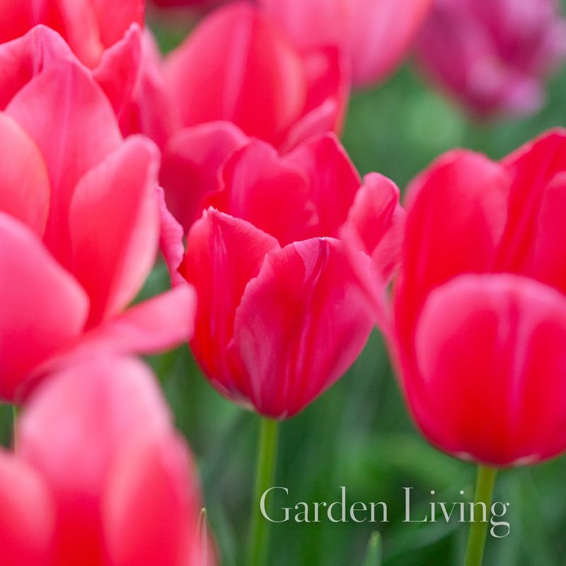 Tulipan 'Yosemite’, sen enkel - 10 stk