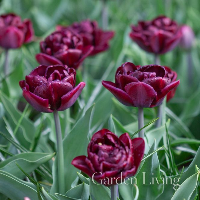 Hovedbilde Tulipan 'Canyon', sen dobbel - 6 stk