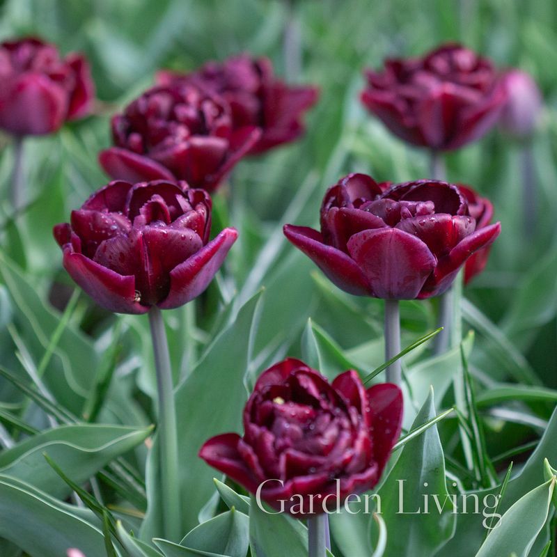 Tulipan 'Canyon', sen dobbel - 6 stk