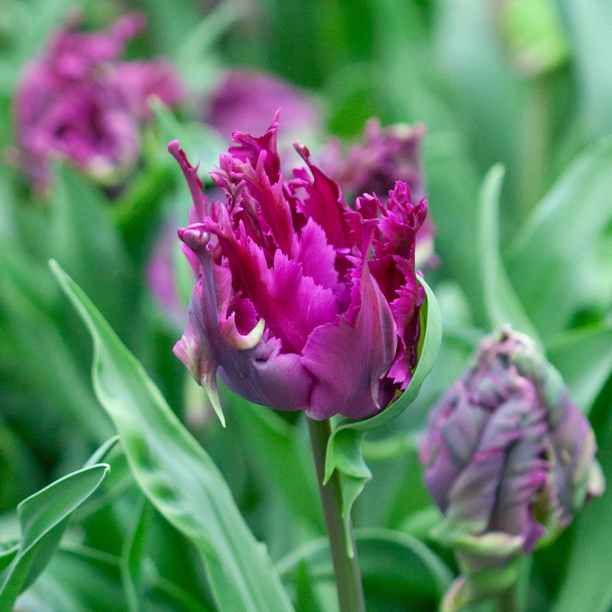 Tulipan 'Parrot Negrita', papegøyeblomstrende - 7 stk