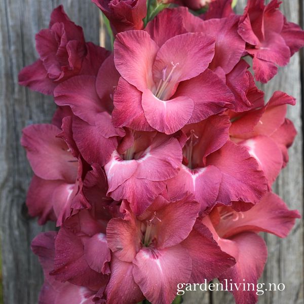 Hovedbilde Gladiol 'Indian Summer' - Gladiolus, 7 stk.