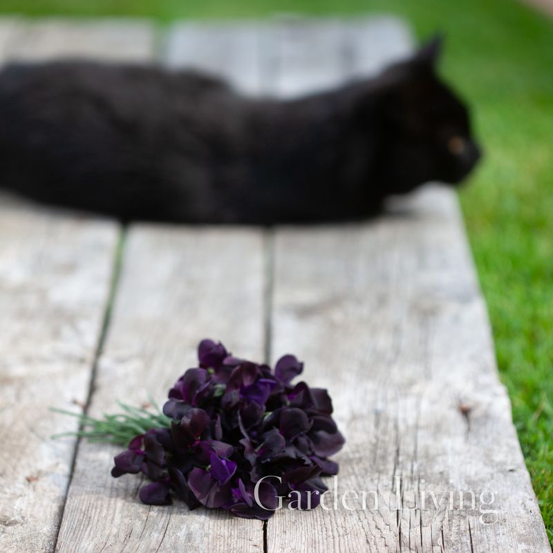 Blomsterert 'Almost Black' - Lathyrus odoratus 