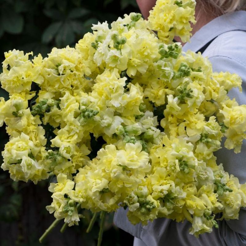 Løvemunn 'Double Madame Butterfly™ Yellow’ F1 - Anti