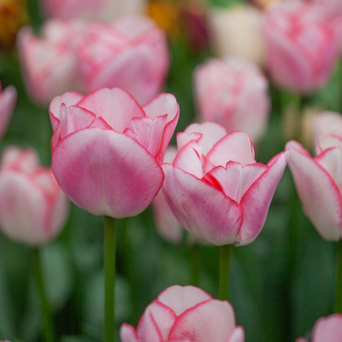 Tulipan 'Tabledance', Sen dobbel' - 7 stk