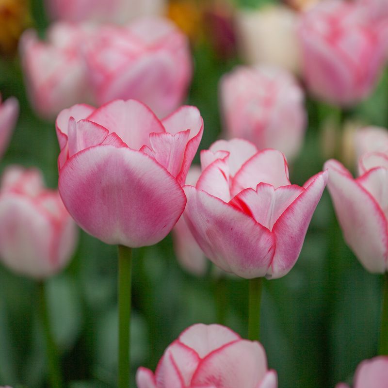 Tulipan 'Tabledance', Sen dobbel' - 7 stk