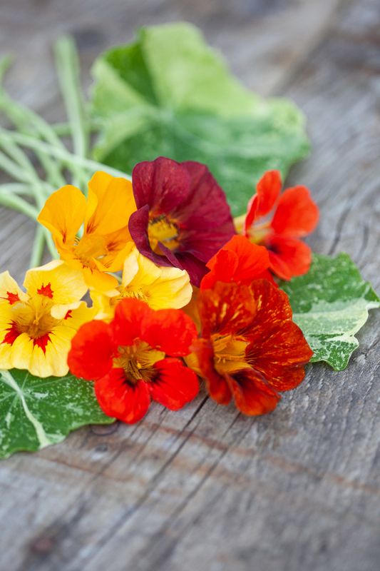 Blomkarse 'Out of Africa' - Tropaeolum majus