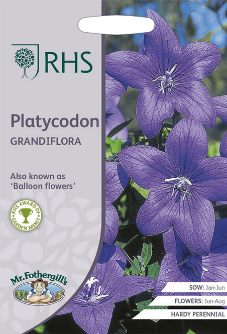 Hovedbilde Ballongklokke - Platycodon grandiflora