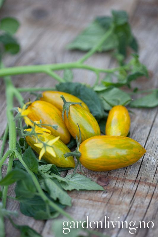 Frilandstomat 'Artisan Green Tiger' - Lycopersicon lycopersicum