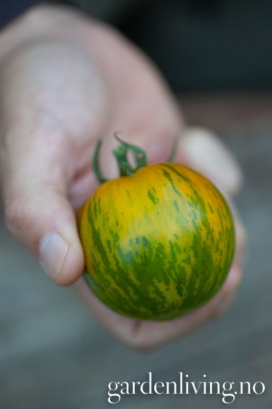 Drivhustomat 'Green Zebra' - Lycopersicon lycopersicum