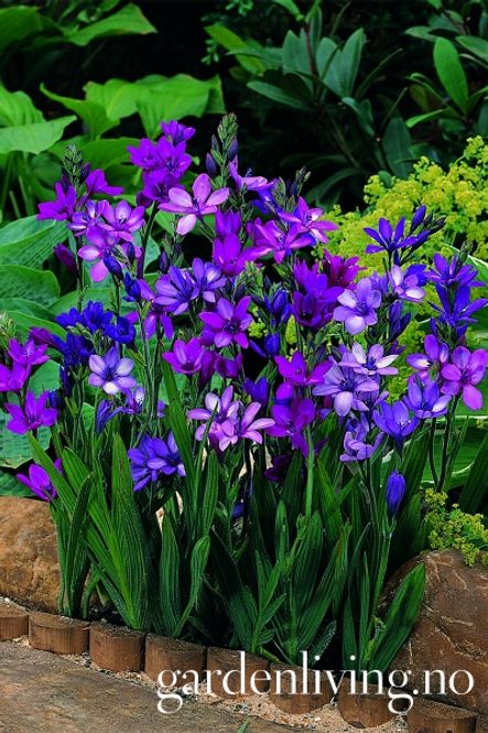 Hovedbilde Babiana stricta 'Mix' - 10 stk