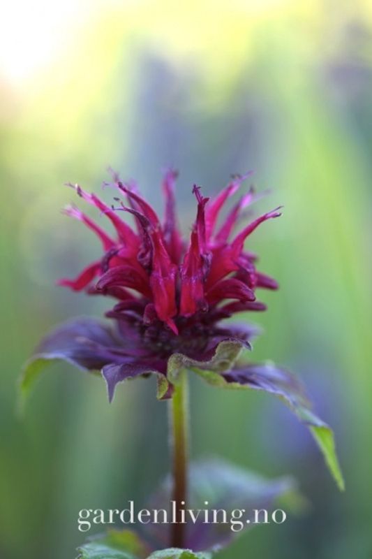 Etasjebloms ’Fireball’ - Monarda didyma