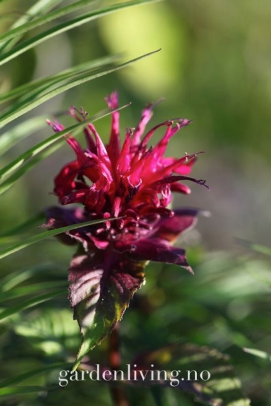 Etasjebloms ’Fireball’ - Monarda didyma