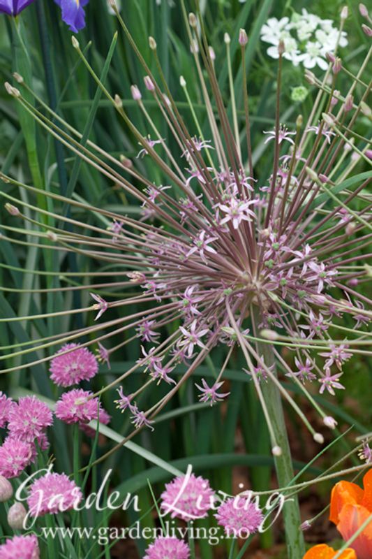 Markløperløk - Allium shubertii - 4 stk