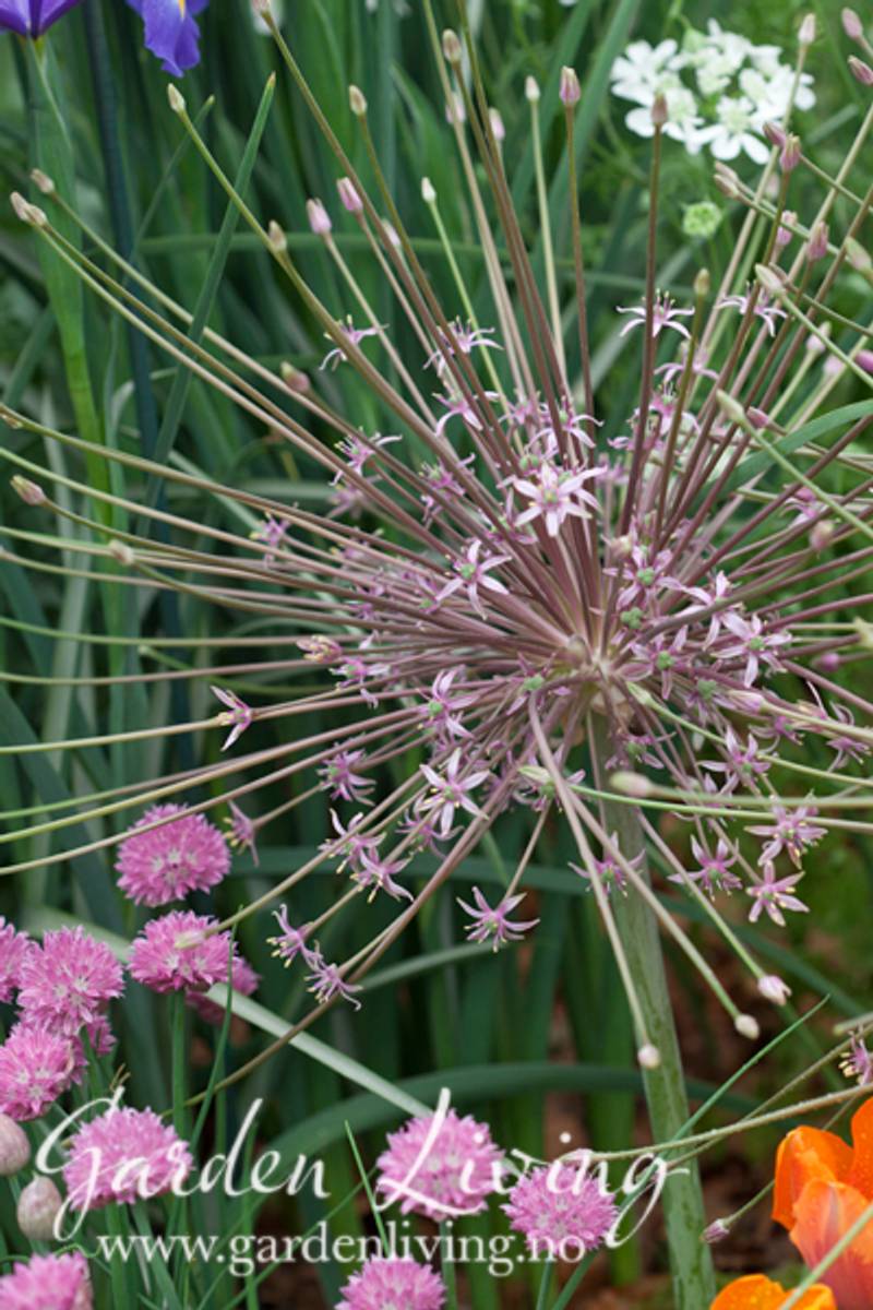 Markløperløk - Allium shubertii - 3 stk