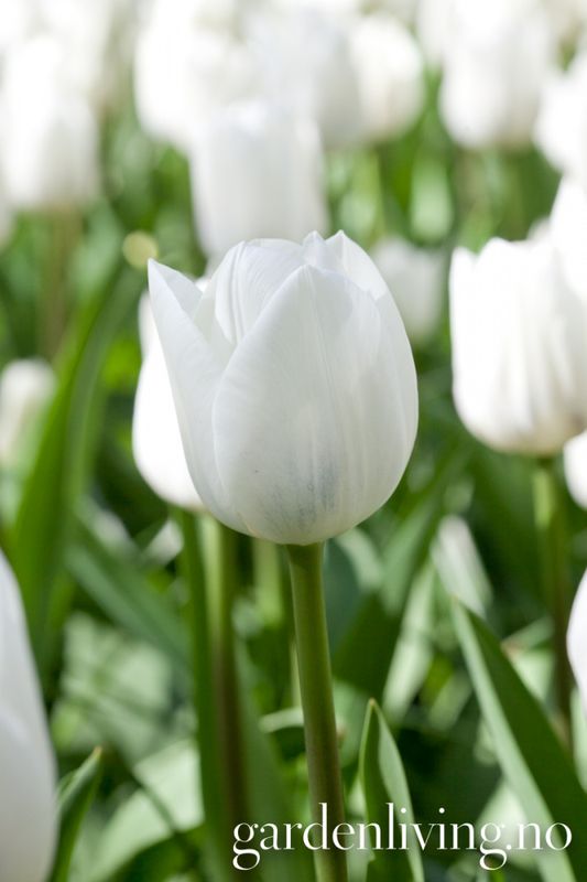 Tulipan 'Royal Virgin’, triumphtulipan - 10 stk