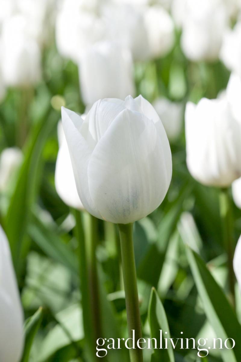 Tulipan 'Royal Virgin’, triumphtulipan - 10 stk
